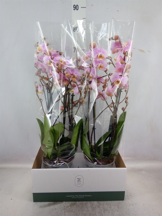 <h4>Phalaenopsis  'Marvellous lg Pink'</h4>