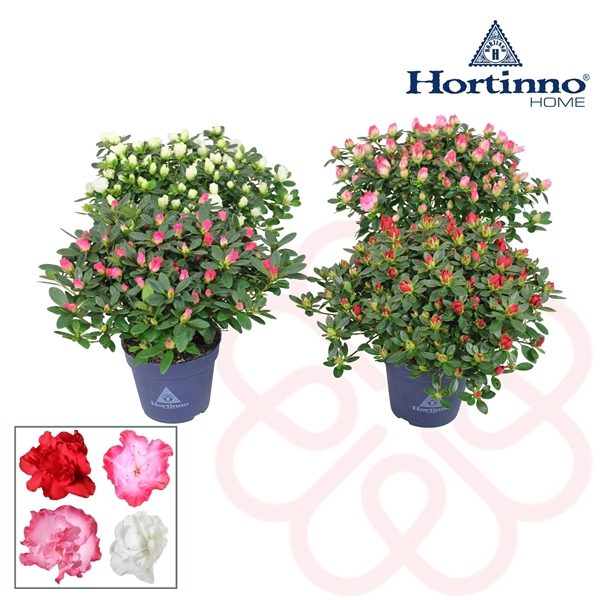 <h4>Hortinno® Home 'Spring Collection' 25 - 27 cm</h4>