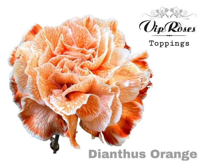 <h4>Dianthus st paint orange</h4>