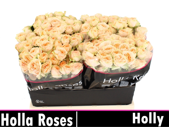<h4>Rosa sp holly</h4>