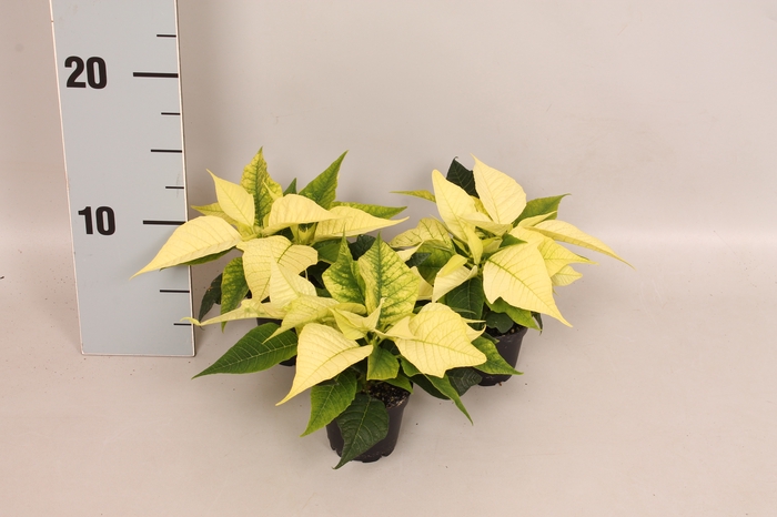 Poinsettia 6  cm Christmas Feelings® White 2/4 koppen