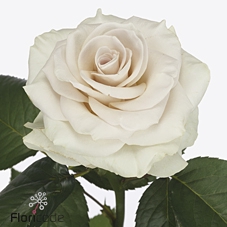 Rosa la garden off-white!