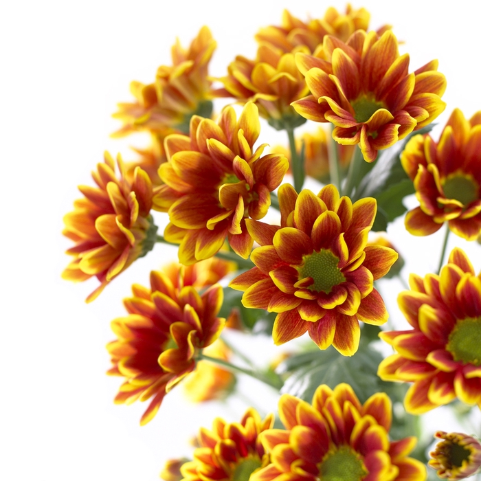 Chrysanthemum spray kastelli (R. OPORTO)