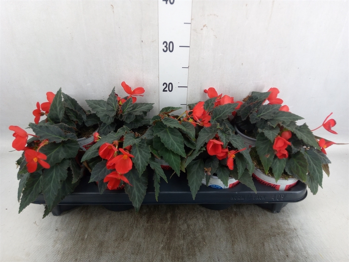 <h4>Begonia  'Florencio Red'</h4>