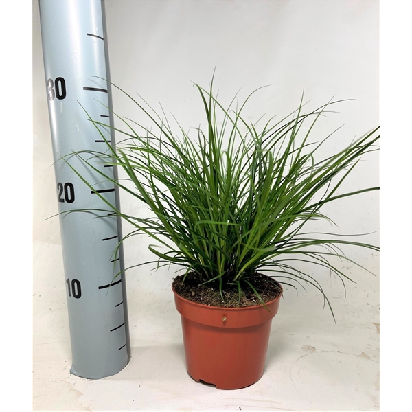 <h4>Carex brunnea p12</h4>