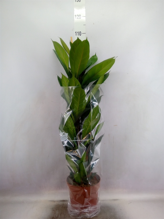 <h4>Ficus cyathistipula</h4>