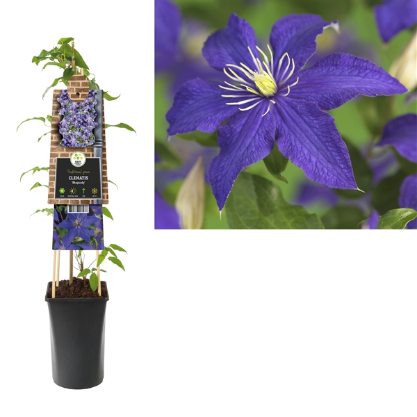<h4>Clematis 'Rhapsody' +3.0 label</h4>