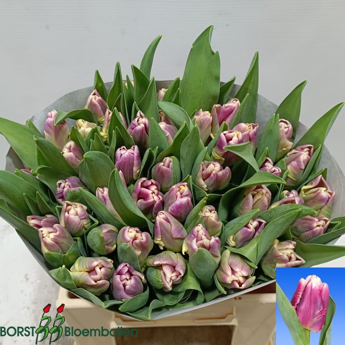 <h4>Tulipa (Par. Cracker Parrot</h4>