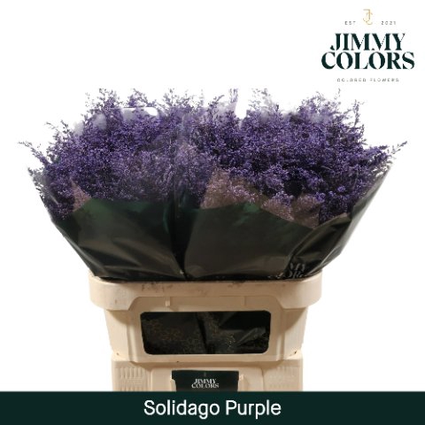 <h4>Solidago paint purple</h4>