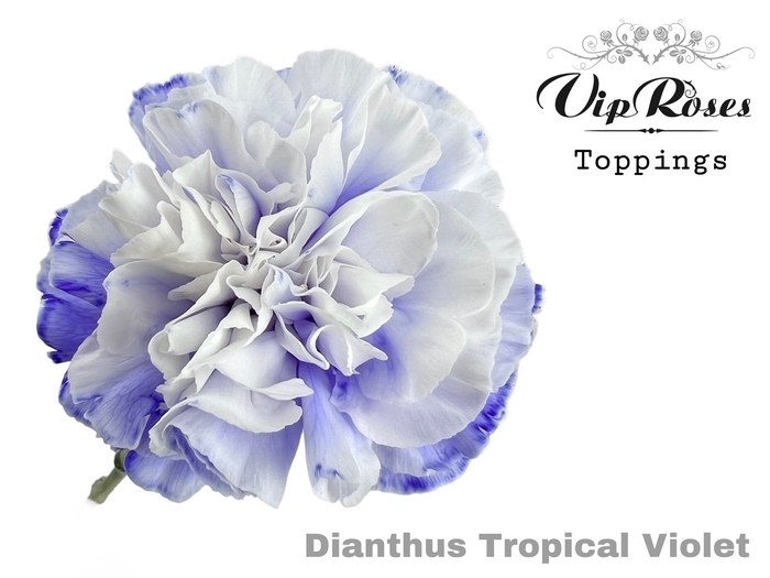 <h4>Dianthus st paint tropical violet</h4>