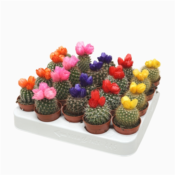 <h4>Cactus op rij 5,5 cm met 3 plakbloemen</h4>
