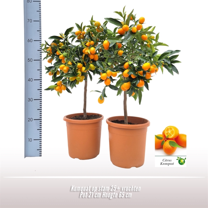 Kumquat op stam