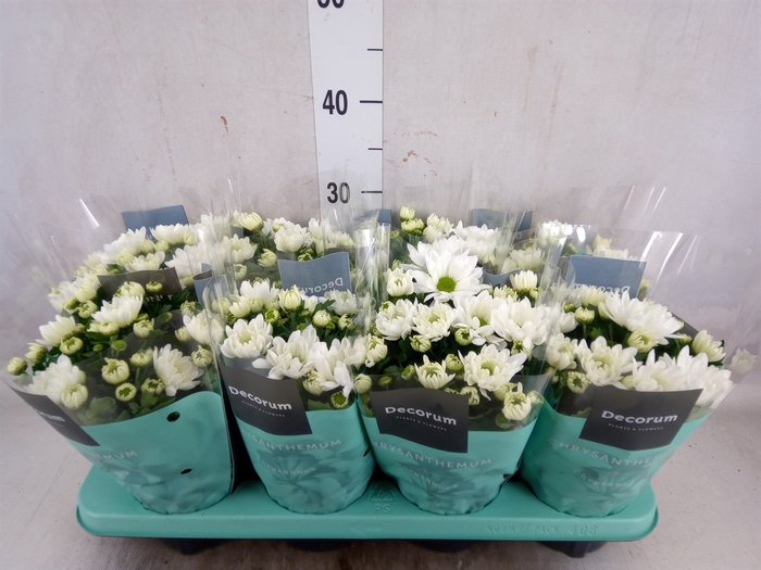 <h4>Chrysanthemum  'Breeze White'</h4>