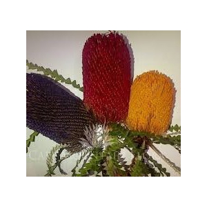 Banksia Tint Prionotes