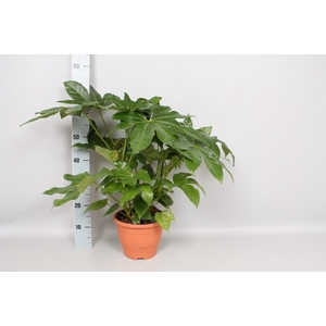 vaste planten 23 cm  Fatsia Japonica