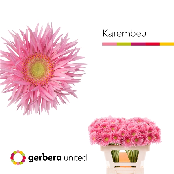 <h4>Ge Ms Karembeu - Gerbera United</h4>