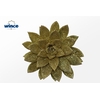 Echeveria Glitter Gold Cutflower Wincx-12cm