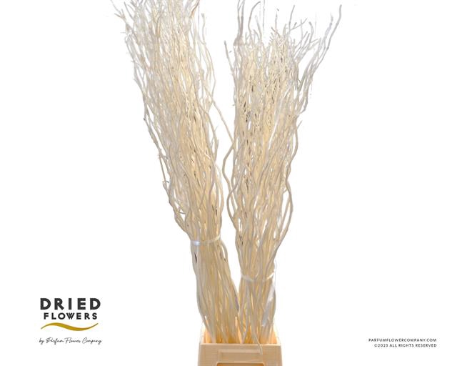 <h4>Dried Bleached Willow</h4>
