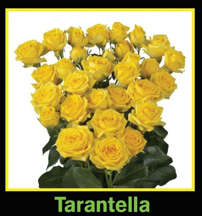 <h4>R Tr Spray Tarantella</h4>