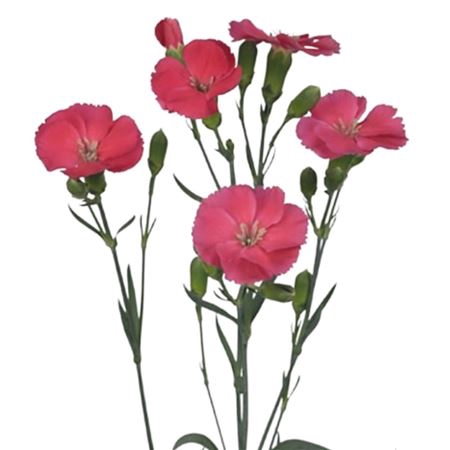 <h4>Dianthus sp solomio imre</h4>