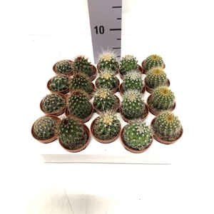 Cactus mix 5,5Ø 5cm C5AR