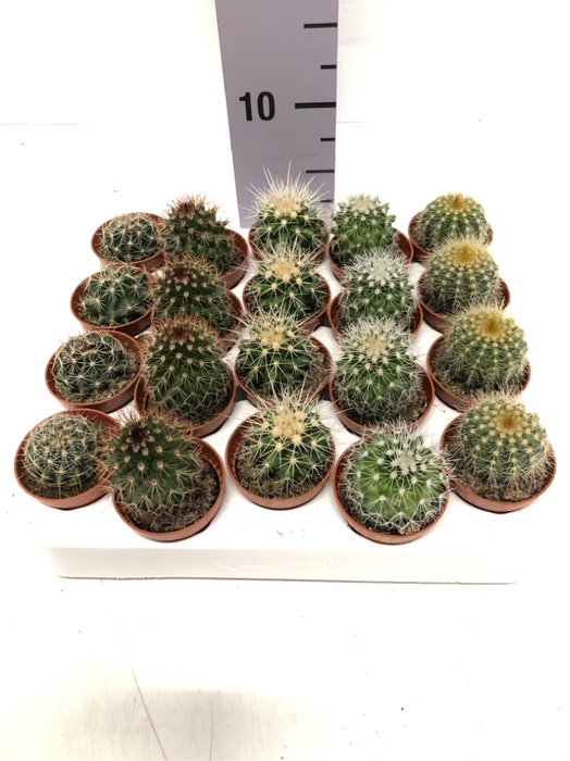 Cactus mix 5,5Ø 5cm C5AR