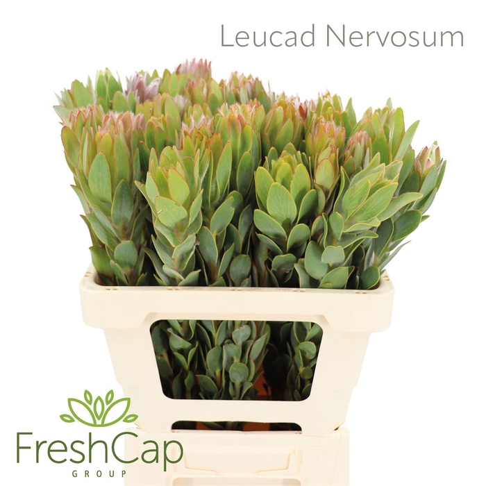 <h4>Leucad Nervosum</h4>