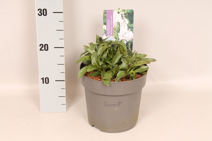 <h4>vaste planten 19 cm  Veronica Tissington White</h4>