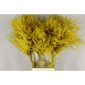 Dried miscanthus paint yellow
