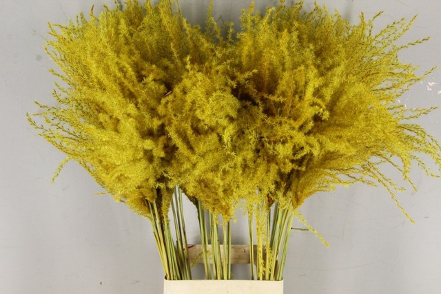 <h4>Dried miscanthus paint yellow</h4>