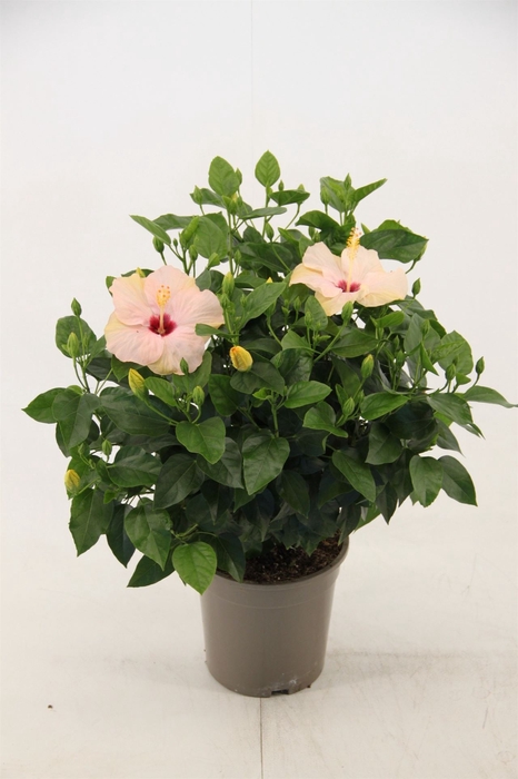 <h4>Hibiscus rosa-sin. 'Sunny Ven Whit'</h4>