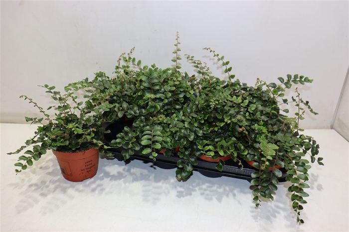 <h4>arr8 Pellaea Rotundifolia</h4>