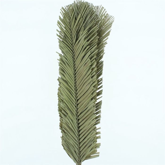<h4>Dried Palm Spear Narrow 120cm</h4>