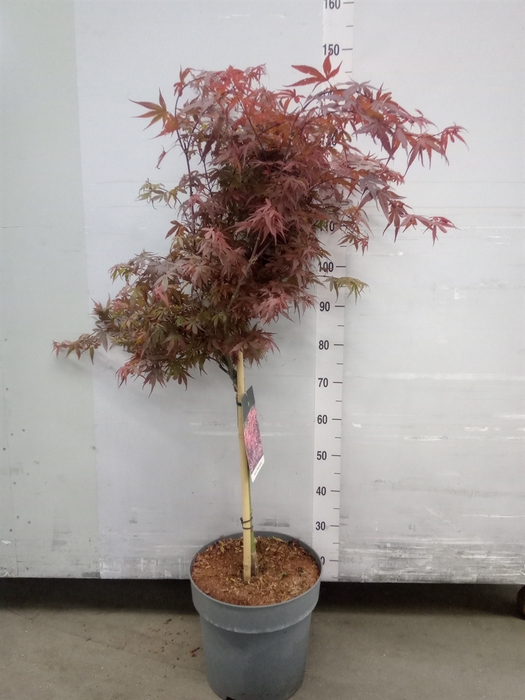 <h4>Acer palmatum 'Skeeters Broom'</h4>