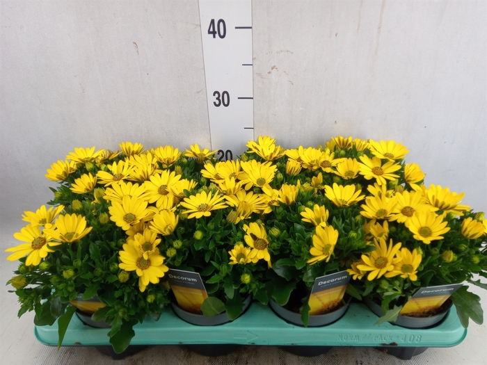 <h4>Osteospermum  'FlowPow Pure Yellow'</h4>