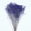 Dried Broom Bloom Lavendel