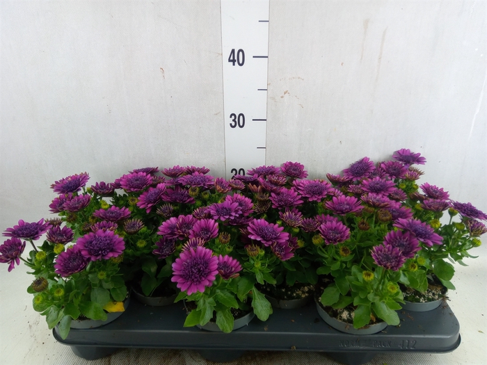 <h4>Osteospermum  'FlowPow Dbl Purple'</h4>