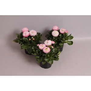Bellis  habanera White with Red tips