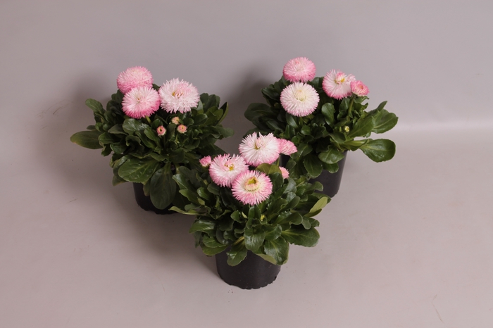 Bellis  habanera White with Red tips