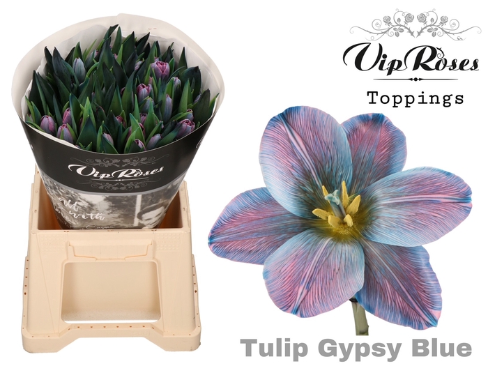 <h4>Tulipa si paint gypsy blue</h4>