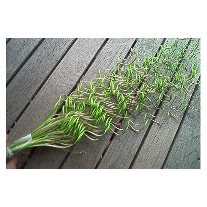 <h4>CURLY TING TING GREEN 55CM 40ST</h4>