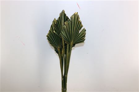 <h4>Dried Palm Spear 10pc Olive Gold Bunch</h4>