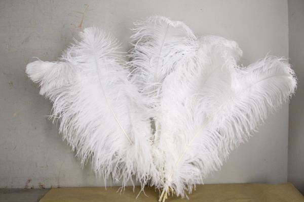 Feather Ostrich 65cm White