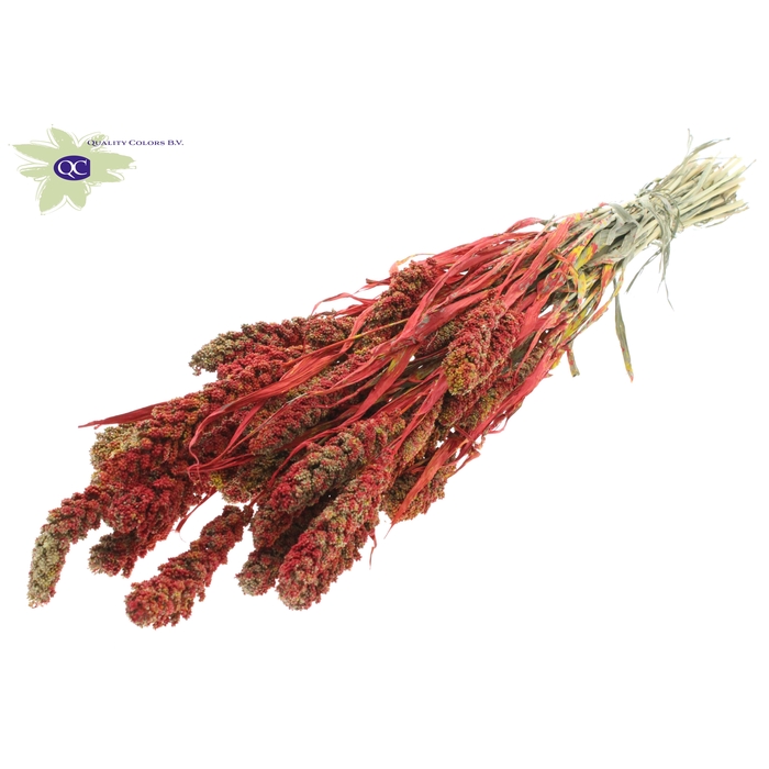 <h4>Gierst per bunch Multicolour Red</h4>
