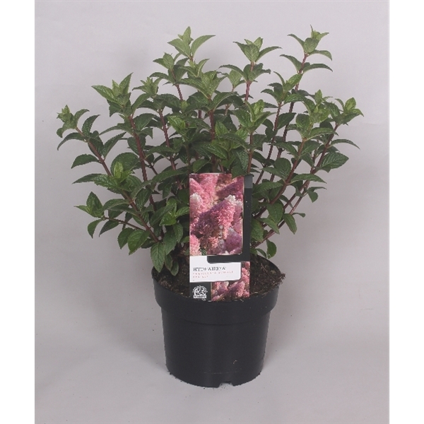 <h4>Hydrangea Paniculata 'Sundae Fraise' 19 cm</h4>
