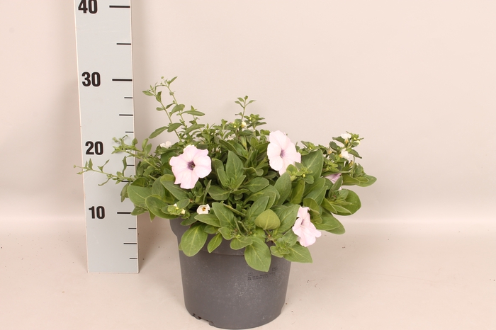 Perkplanten 19 cm Mix Petunia, Bacopa, Erigeron