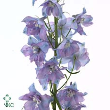 <h4>Delphinium el guardian lavender</h4>