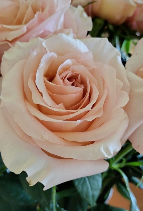 <h4>Rosa Garden Fascination</h4>