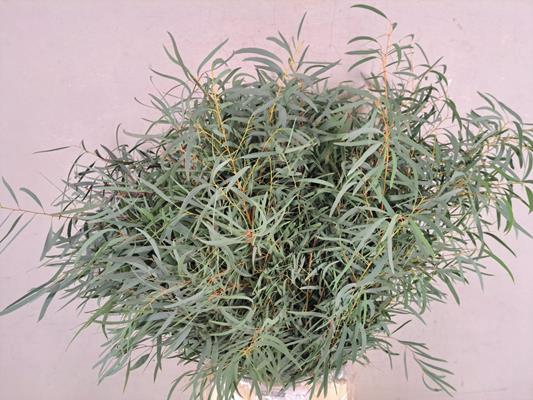 <h4>Eucalyptus Nicholii Bs</h4>