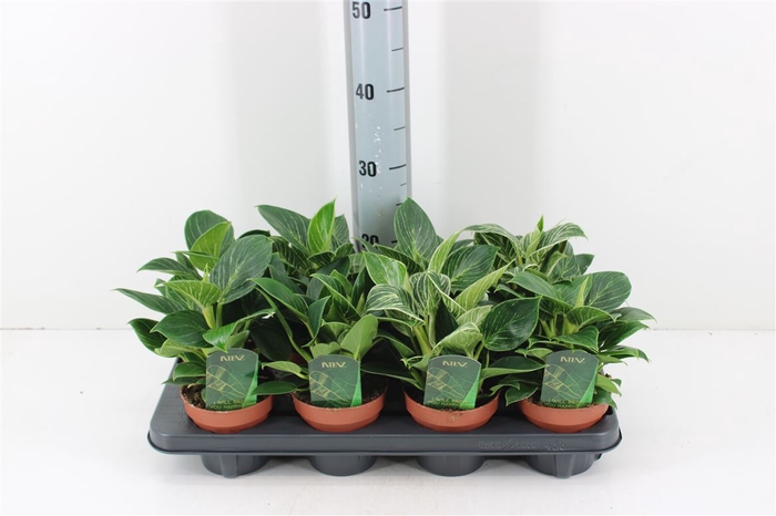 <h4>Philodendron White Wave P12</h4>
